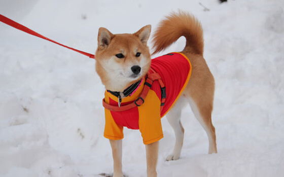 赛道上的破晓时刻，红牛二队逆转乾坤，诺里斯以破纪录之光刺破长夜