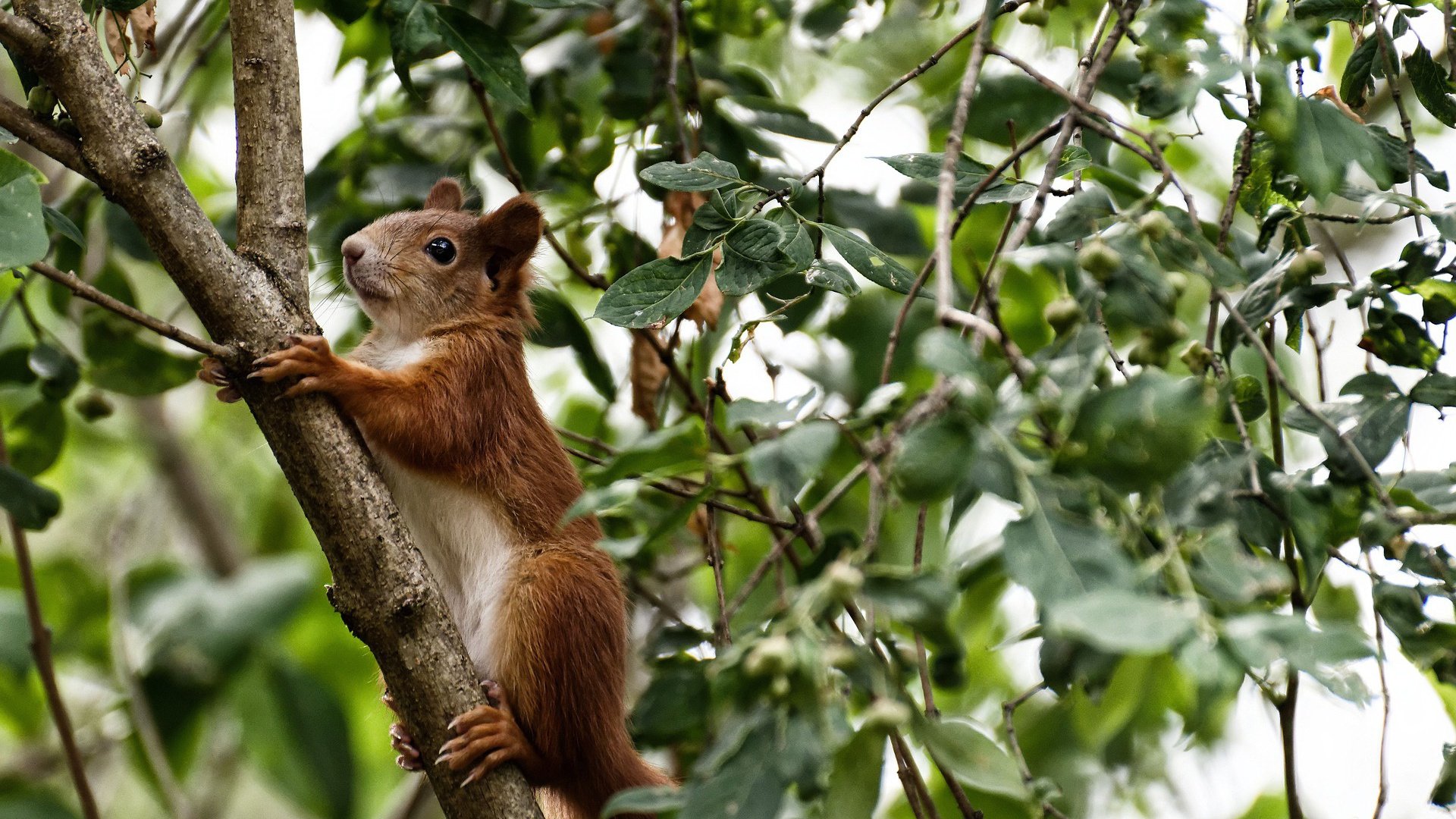 王权交接之夜，当高卢雄鸡在密歇根州啄碎星条旗，格列兹曼写下属于自己的法兰西史诗