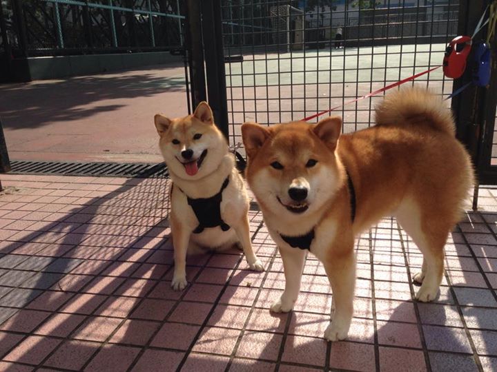 跃马铁蹄踏银箭,孤勇骑士擎大旗,法拉利完胜梅赛德斯,维斯塔潘扛起全队的战术革命