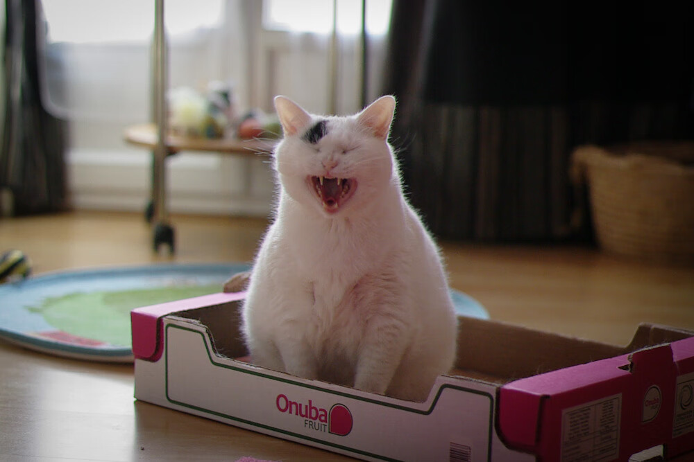 芝加哥的节奏铁幕与费城的单音绝响