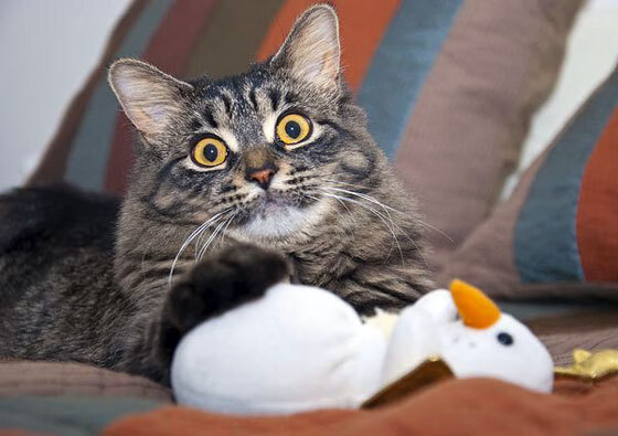 篮球之星映照绿茵场，西亚卡姆的稳定哲学在德甲争冠战之夜绽放