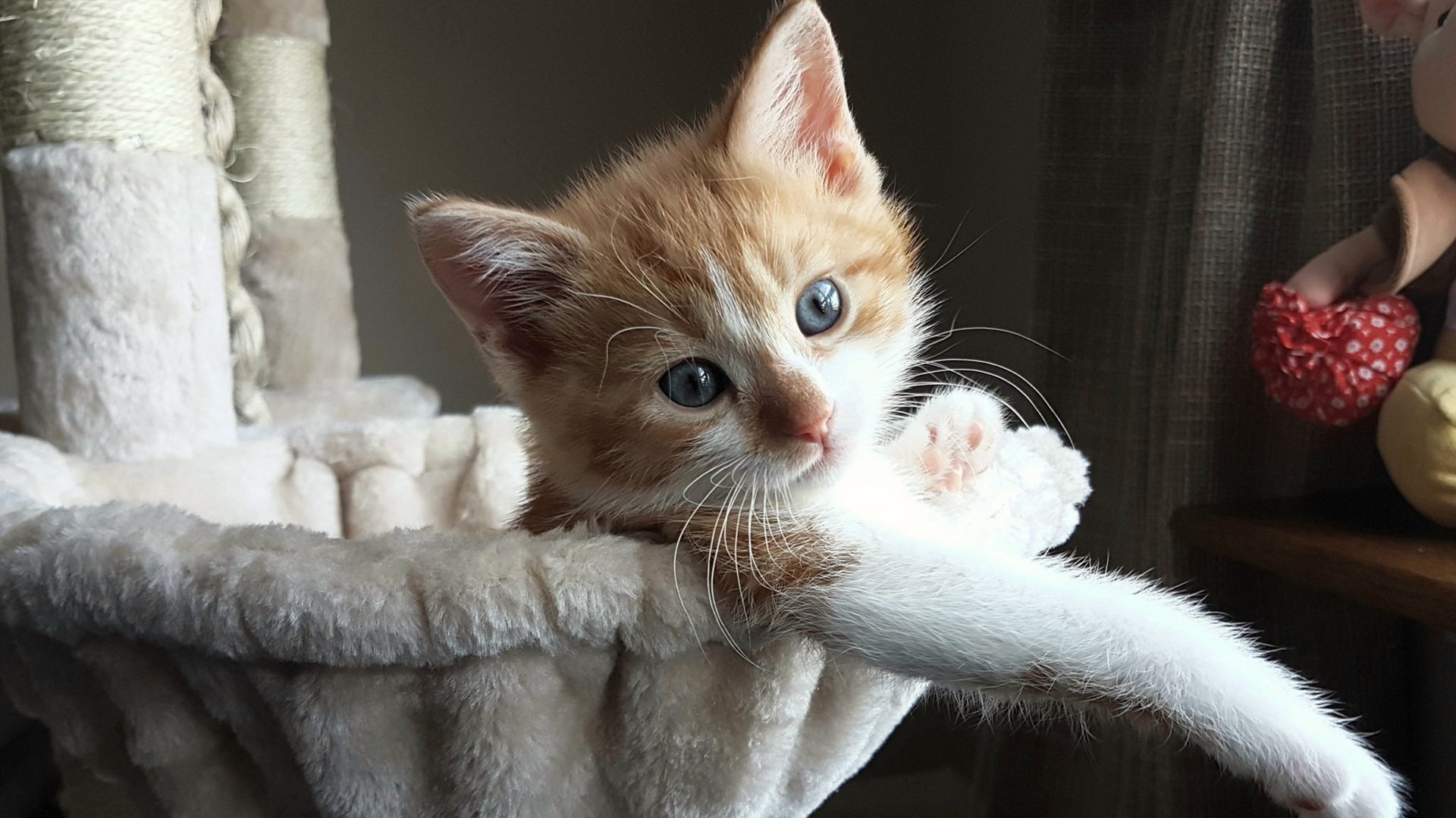 降维打击，当吉林的寒流吹进伯纳乌，体育的想象无需边界