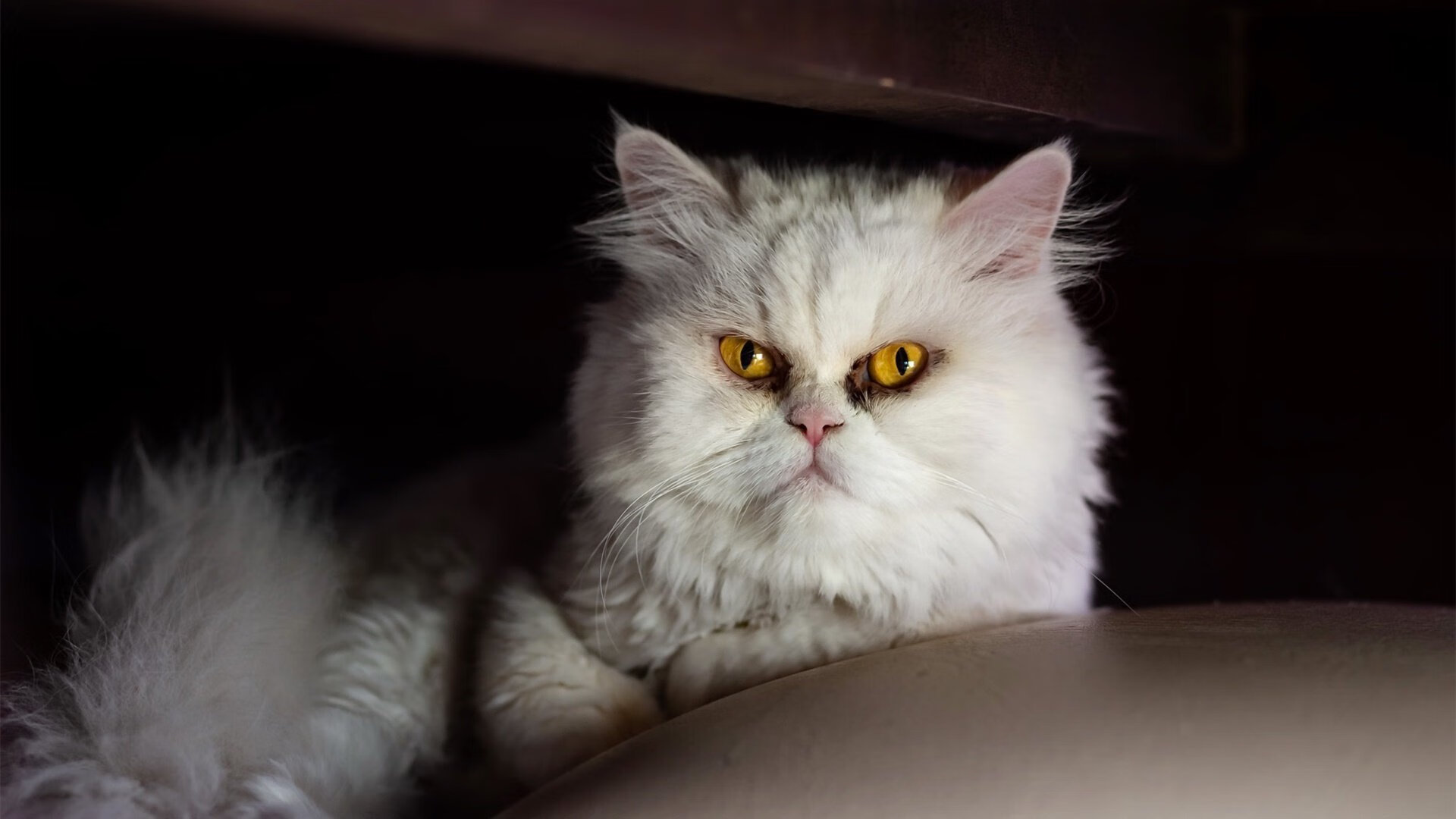 坚盾无声胜千钧，戈贝尔末节统治禁区，公牛窒息防守闷杀开拓者