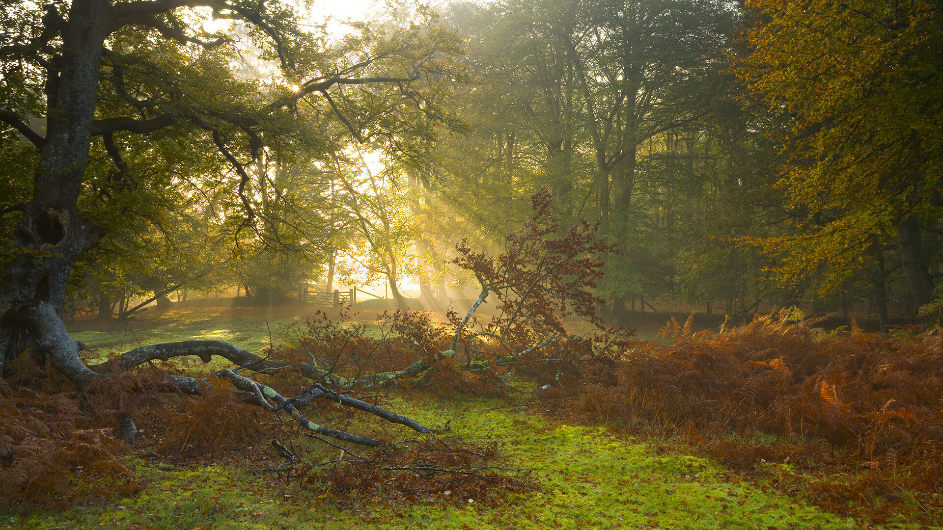 绿军铁阵困不住游侠心，小贾伦在波士顿的孤星之夜
