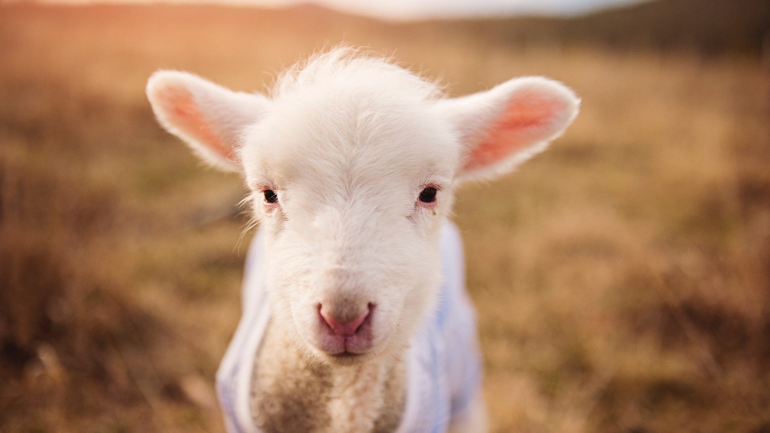 硬仗之王的跨洋映照,埃及对阵智利,库尔图瓦精神的绿茵启示