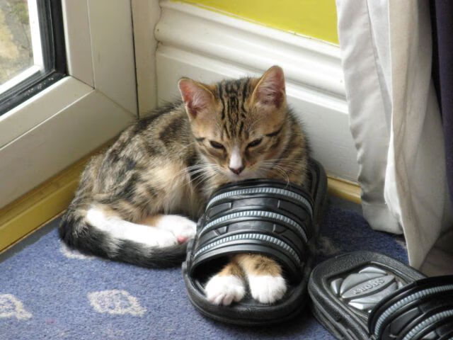 节拍器之心,当法比尼奥的挪威节奏在NBA季后赛接管比赛