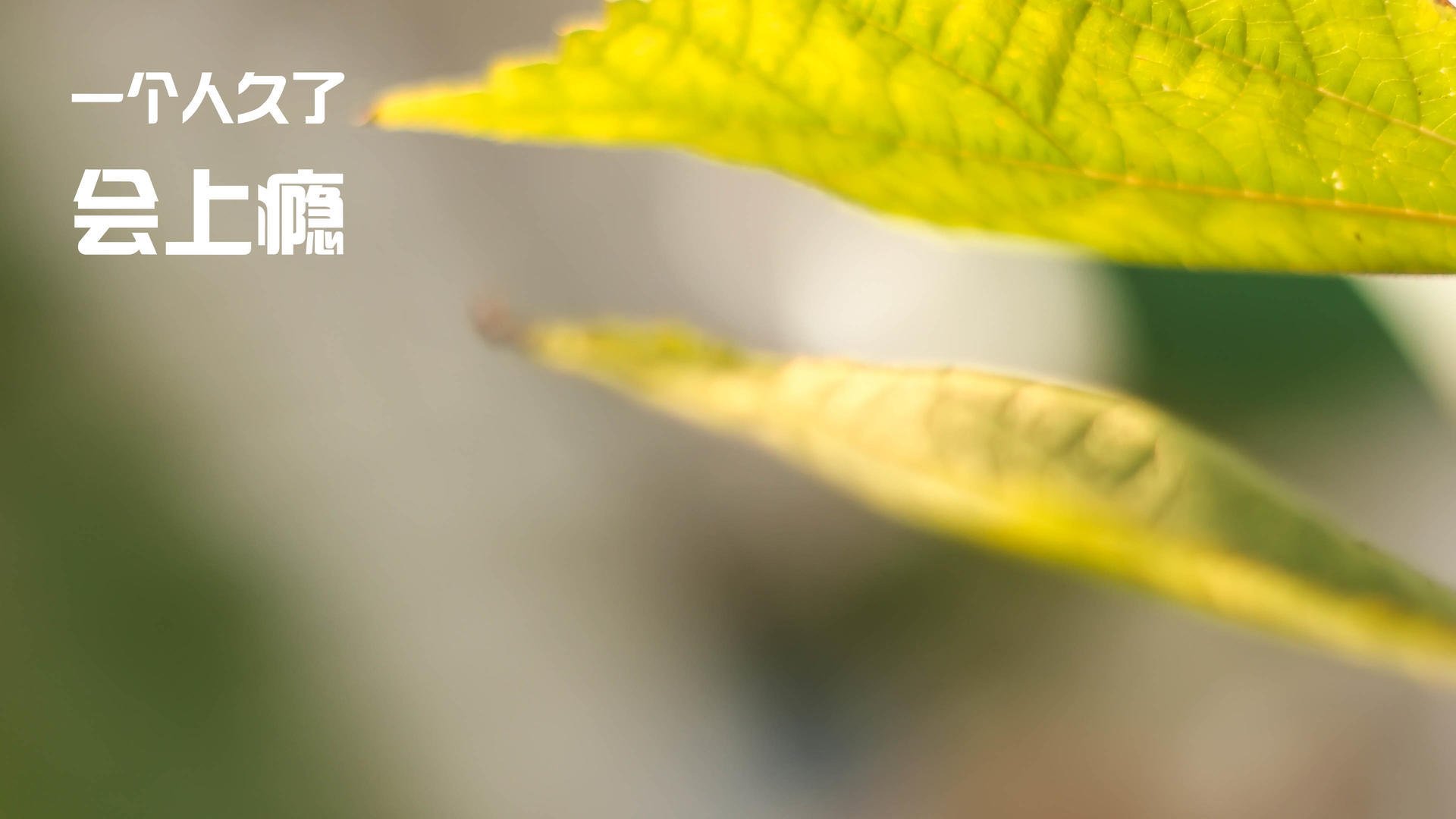 神兵天降!爱德华兹49分奇袭撕裂北京铁防 深圳硬仗淬火显出冠军相