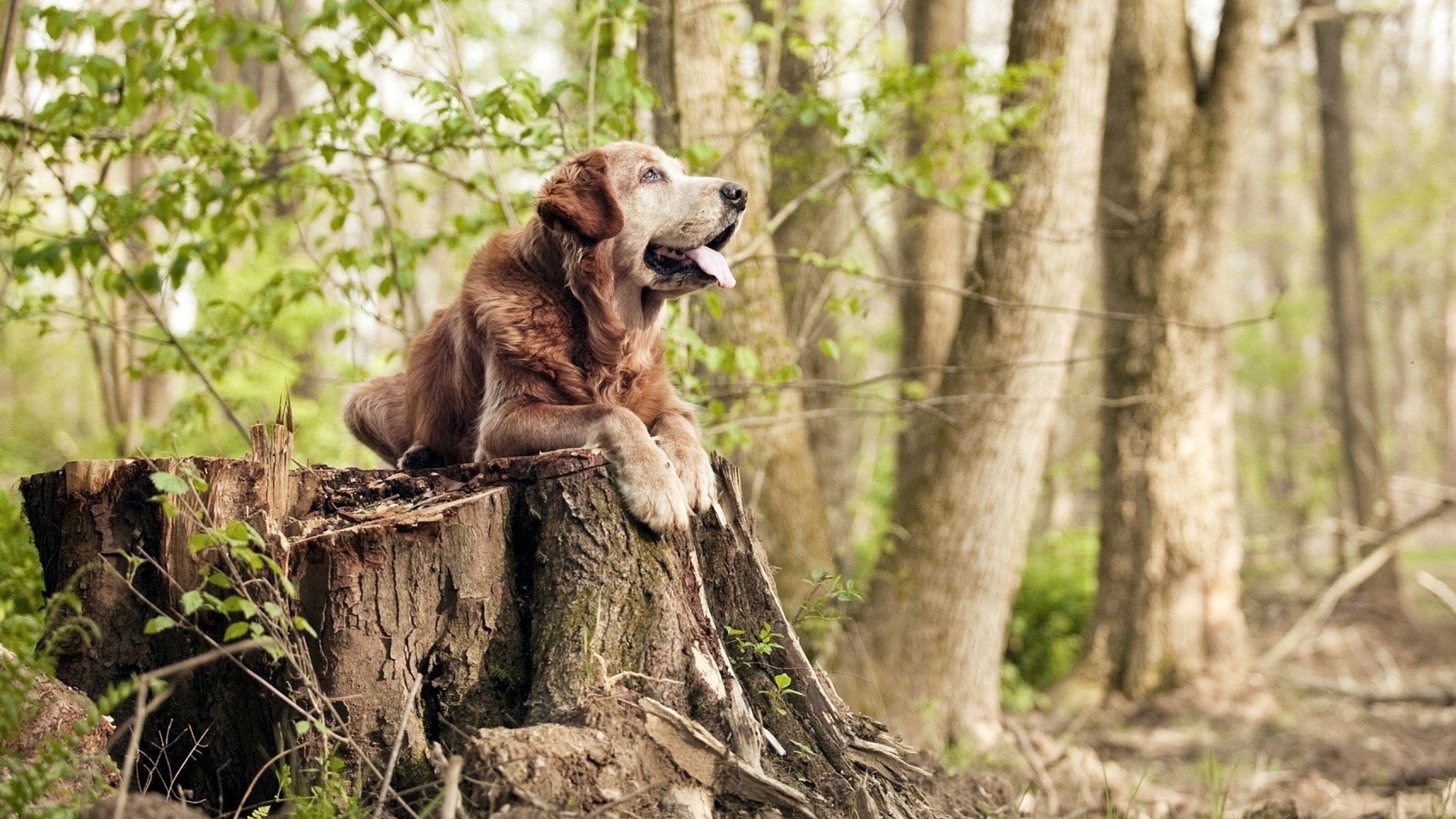 当弗拉霍维奇爆发 遇上 伊朗绝杀—足球世界里没有孤岛的破局者