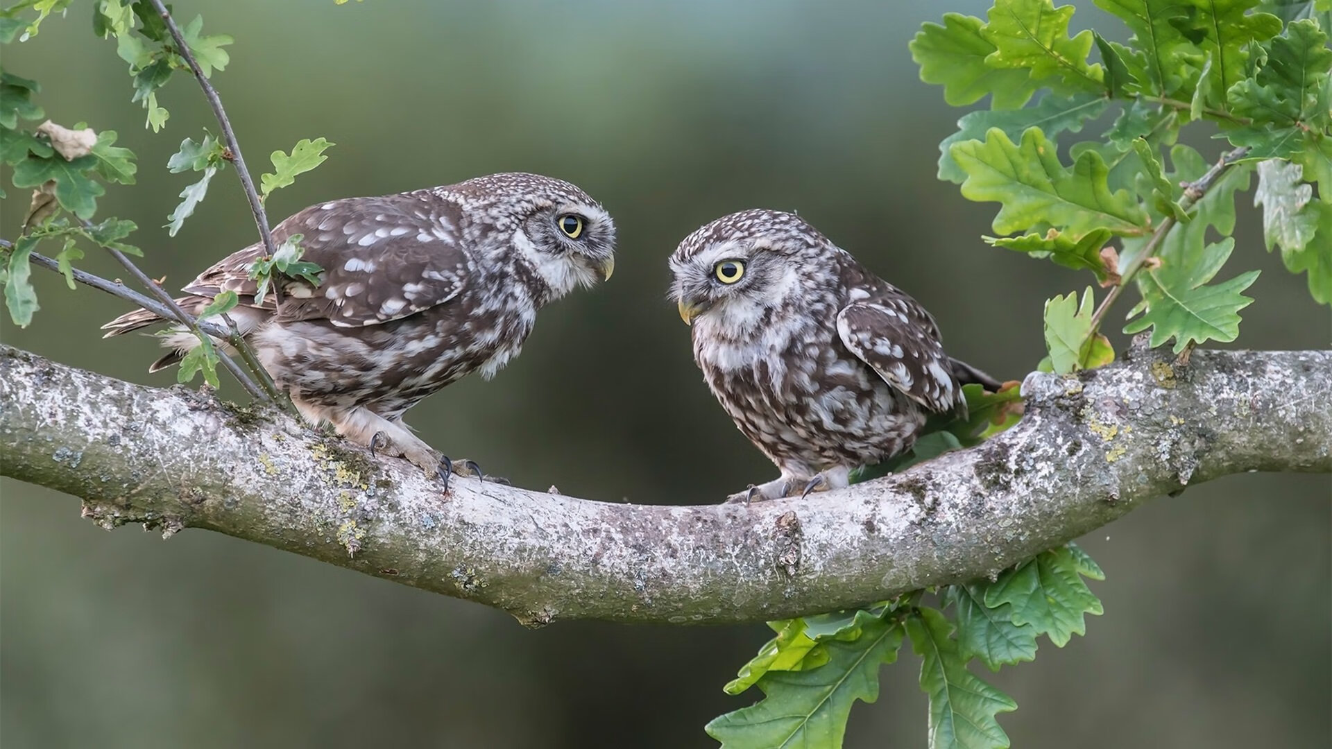 欧冠之夜·跨界之战，辽篮决胜局从密尔沃基客场带走雄鹿