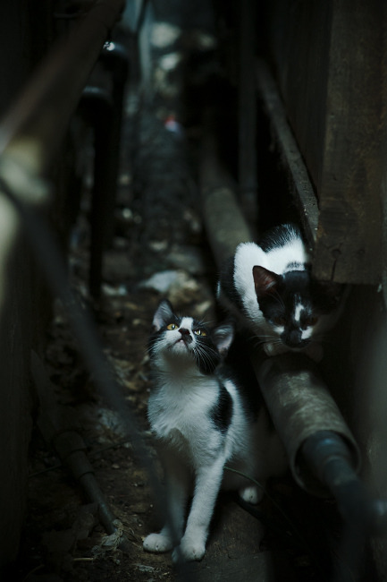 全息博弈，当游戏代码中的奇才跨界带走新疆队，哈登如何成为破局关键？