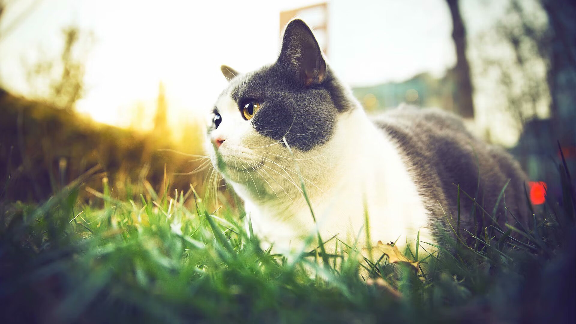 马赛vs贝蒂斯，绿茵棋局中，卡马文加一子定乾坤