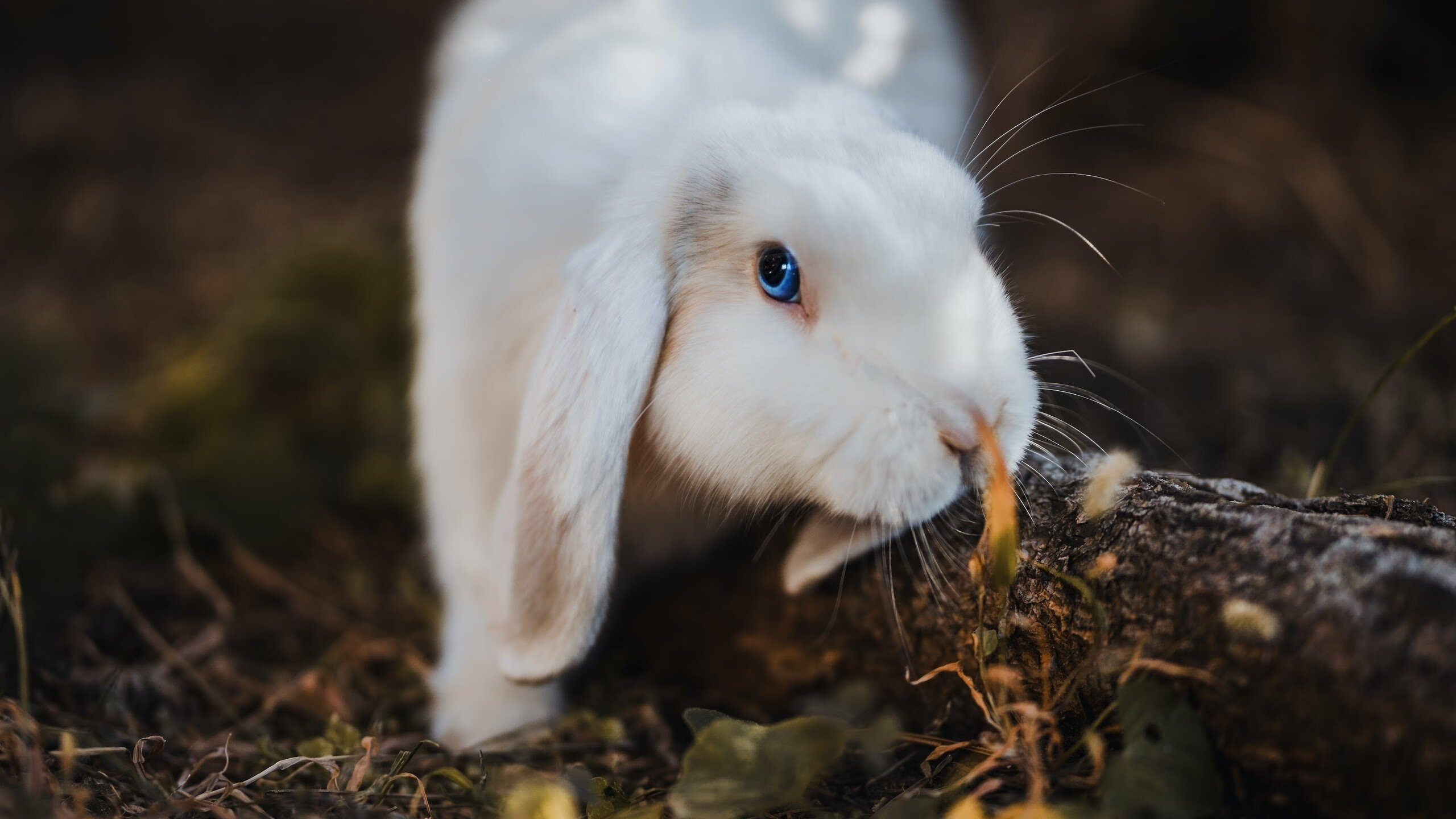 街道与峡谷,在弯心与绝境中,他们定义唯一的突破