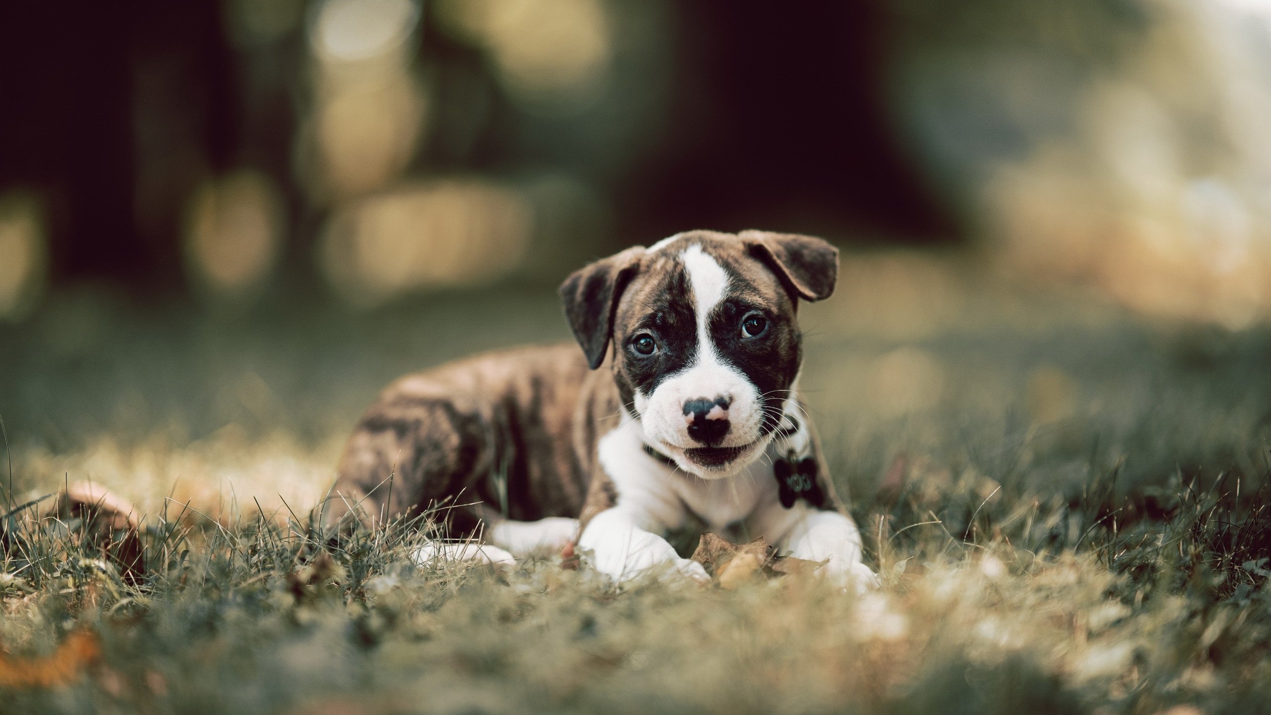 爱游戏官方入口-申城铁血与世界舞台，当上海队锁死福克斯，而他却接管了美加墨世界杯