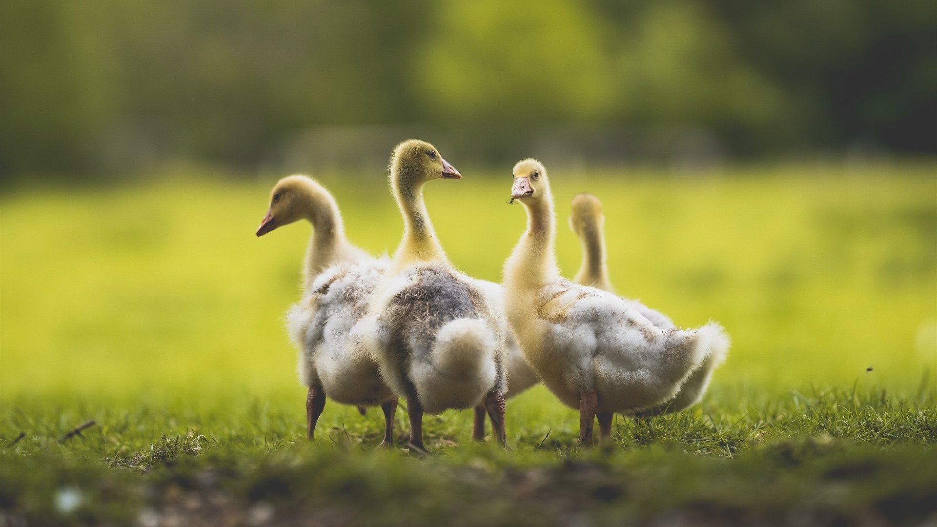 克罗地亚vs亚特兰大，63秒闪击！戈麦斯一锤定音，比赛悬念过早消逝