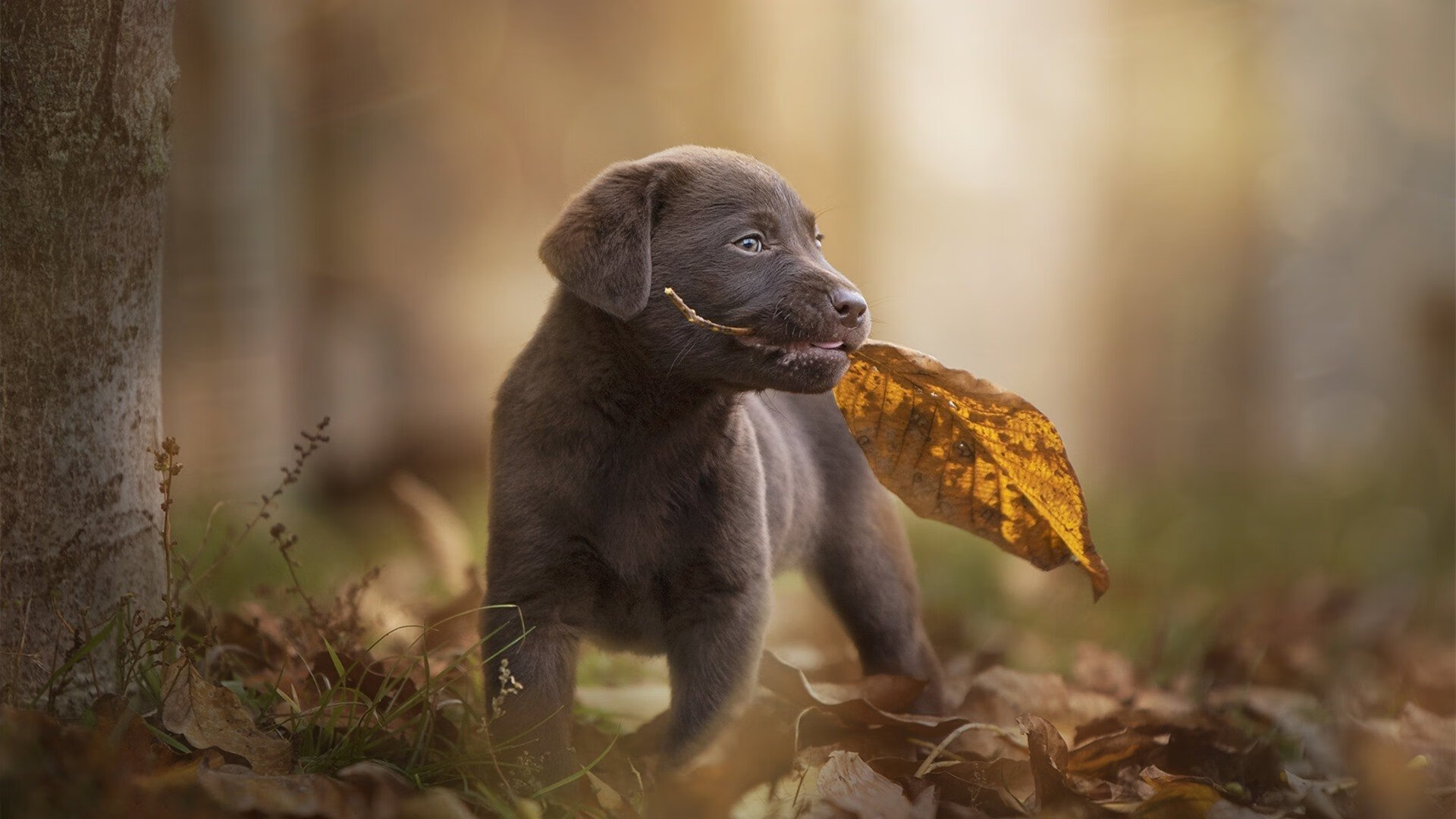竞技场上的掌控者，从新疆爆冷到伦纳德封神