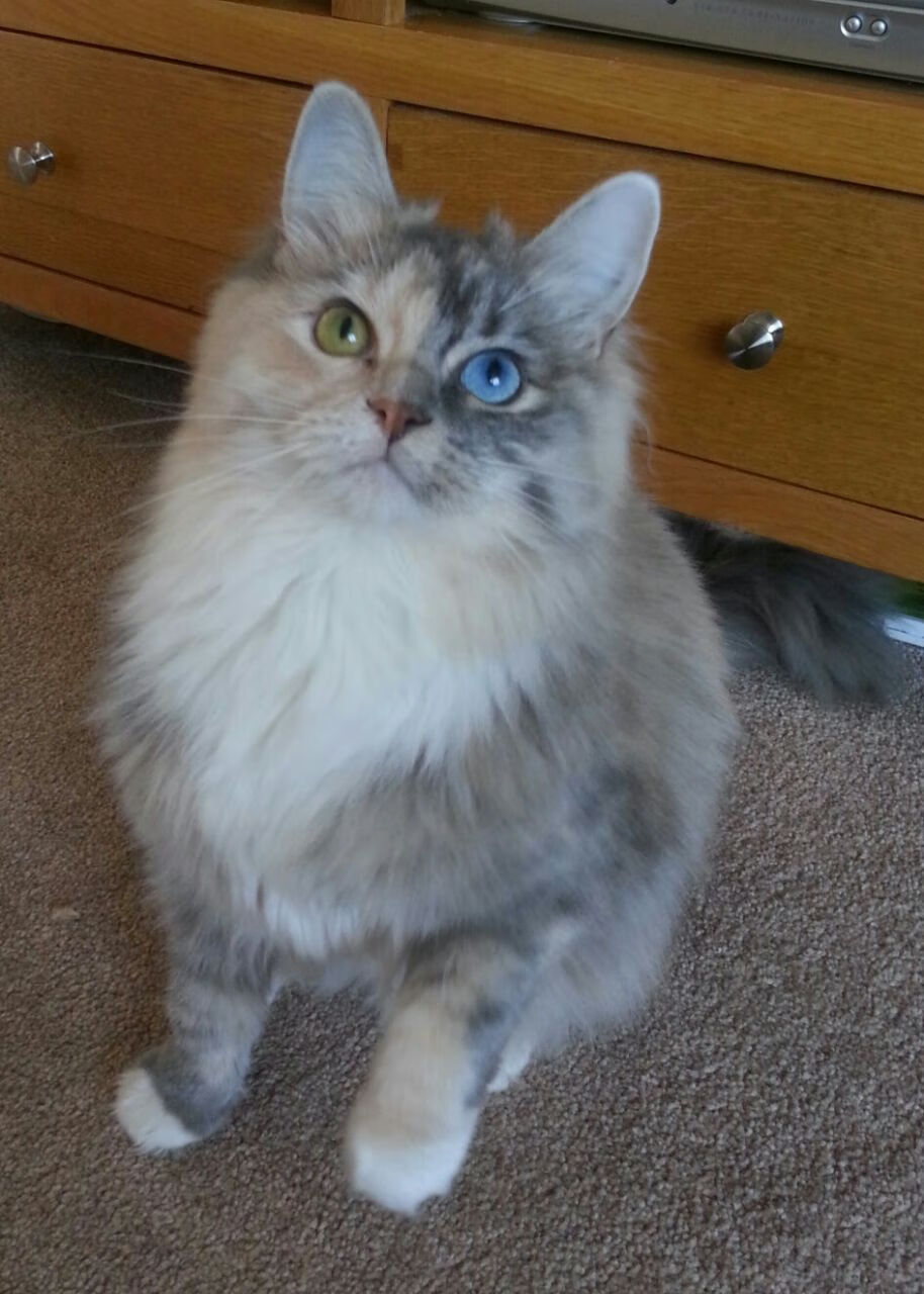 暴力美学与精准手术,卡塞米罗的重炮与比利亚雷亚尔的法国收割机