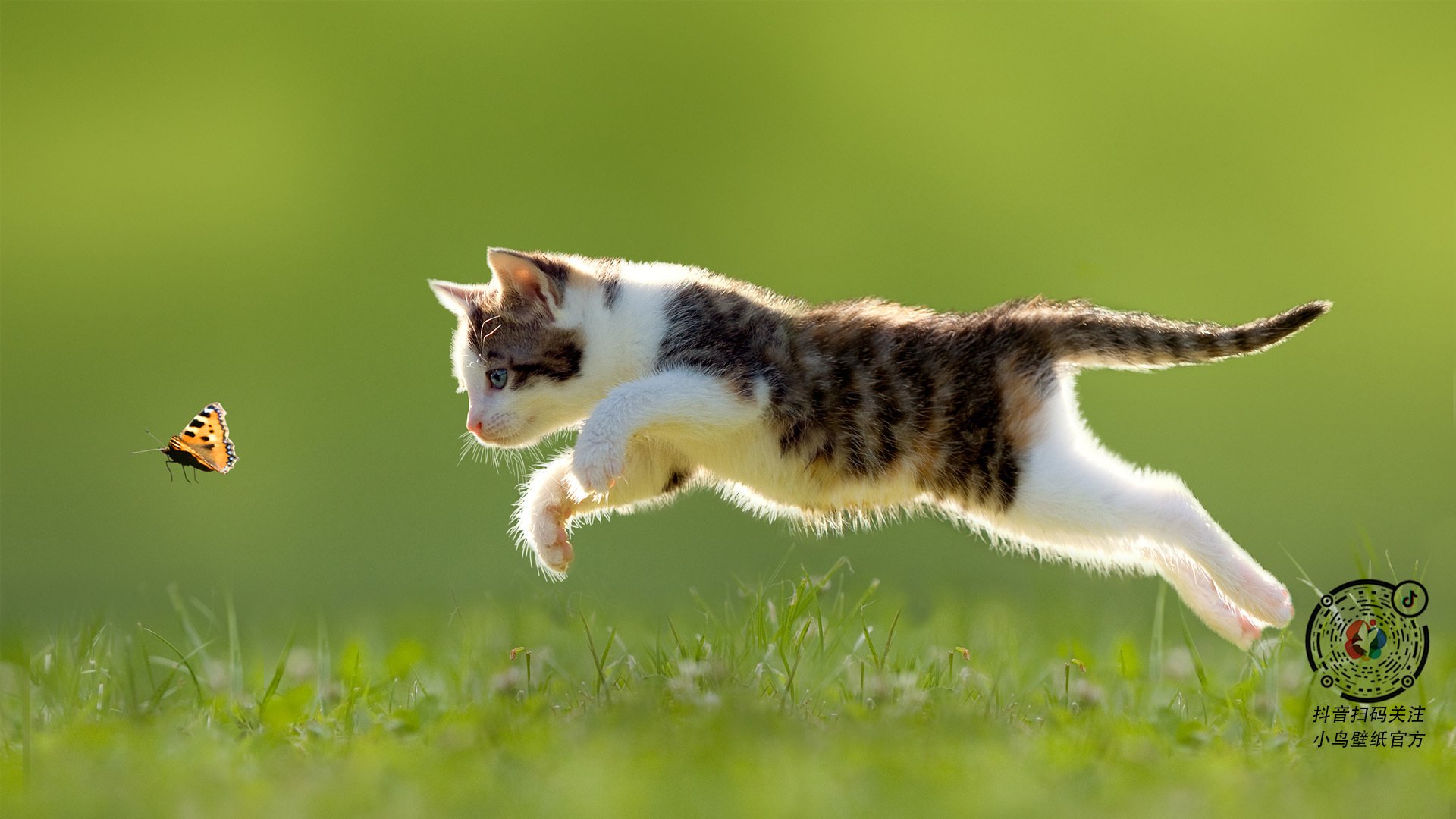 铁蹄与神射,当孟菲斯灰熊的钢铁洪流席卷CBA,库里正于亚平宁绿茵场投下三分雨