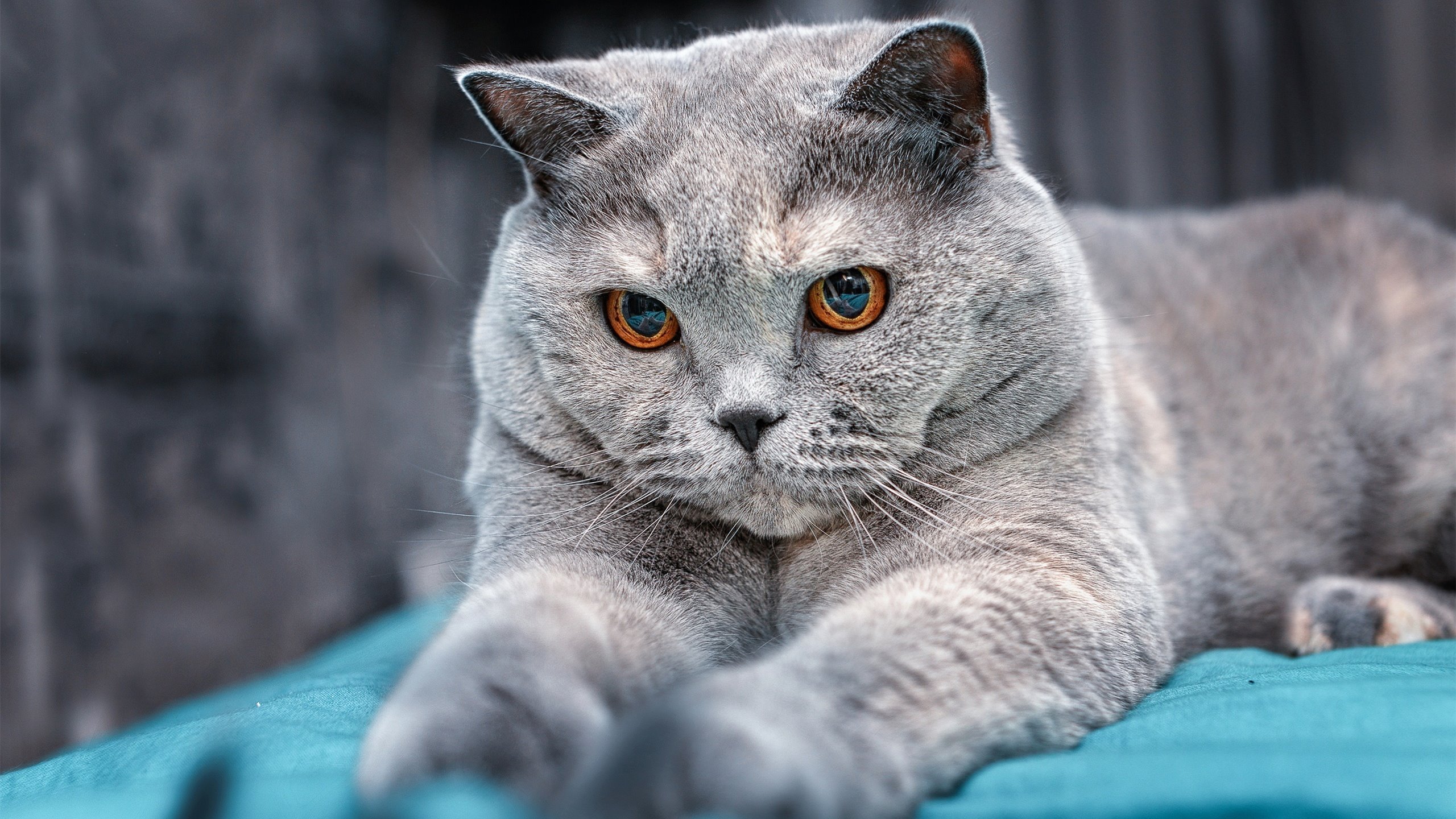 铁蹄与神射,当孟菲斯灰熊的钢铁洪流席卷CBA,库里正于亚平宁绿茵场投下三分雨